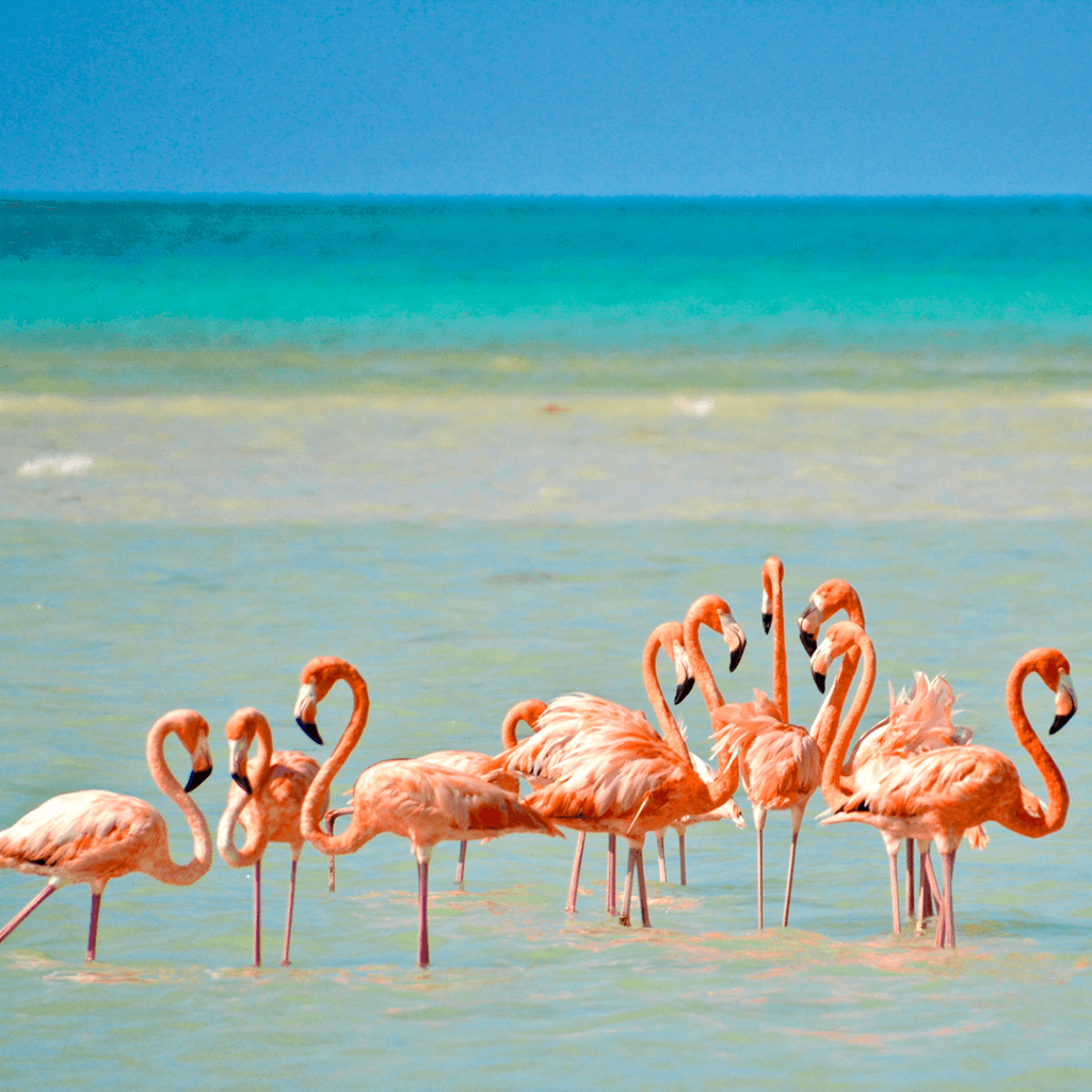 Holbox