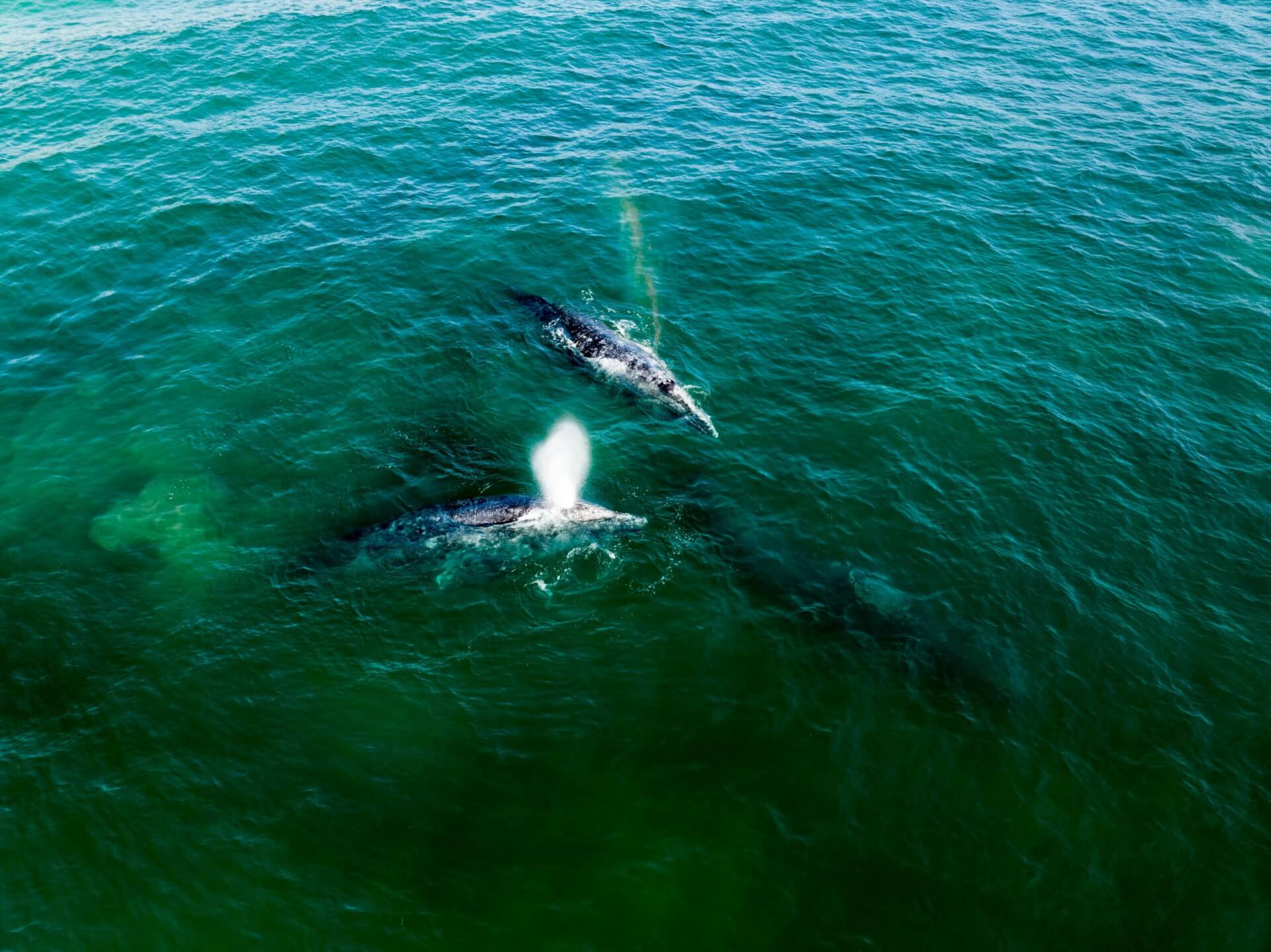 Baja California Sur